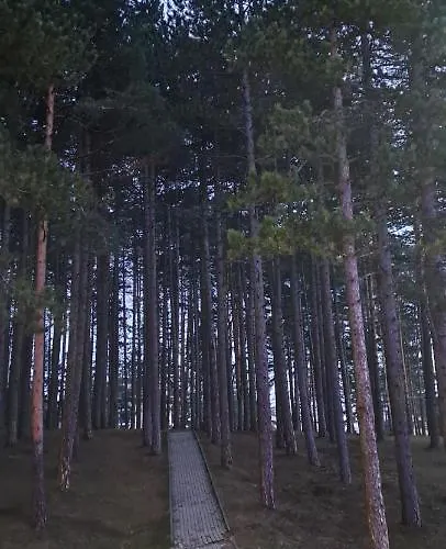 A&f Zlatiborski ズラティボール